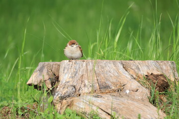 切株にとまるスズメの幼鳥