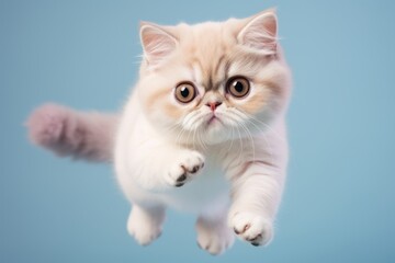 Fototapeta premium Environmental portrait photography of a smiling exotic shorthair cat pouncing on pastel or soft colors background