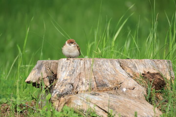 切株にとまるスズメの幼鳥