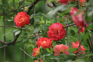 開花した赤いバラの花