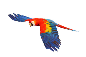 Colorful flying Scarlet Macaw parrot isolated on transparent background png file