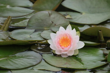 池の水面に浮かぶ睡蓮の花