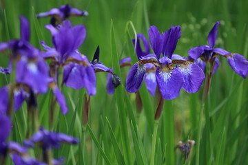 群生して咲く、開花した青いアヤメの花