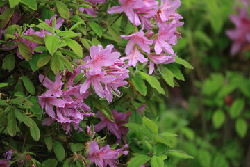 開花したピンク色のモチツツジの花
