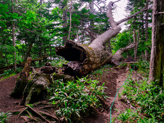 A strikingly large, withered Sakhalin Spruce lies fallen behind a patch of Kuril bamboo near the Third Lake in Shiretoko Five Lakes National Park, Hokkaido, Japan.