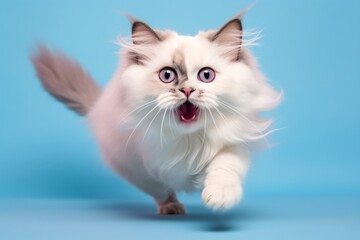 Lifestyle portrait photography of a happy neva masquerade cat pouncing on pastel or soft colors background