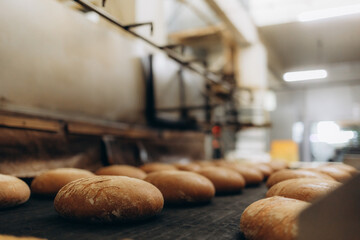 Fresh buns from the oven. Conveyor with bread. Baking bread. Workshop for production of bread. White bread in the oven. Hot buns. Confectionery.