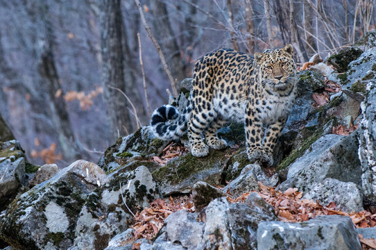 Amur leopard (Panthera pardus orientalis) Land of the Leopard National Park, Primorsky Krai, Far East Russia. March. 