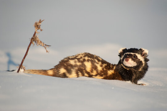 Marbled polecat (Vormela peregusna) Stavropol, Russia. December. 