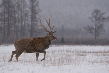 Sika deer (Cervus nippon) stag in snow, Vladivostok, Primorsky Krai, Far East Russia.  December. 