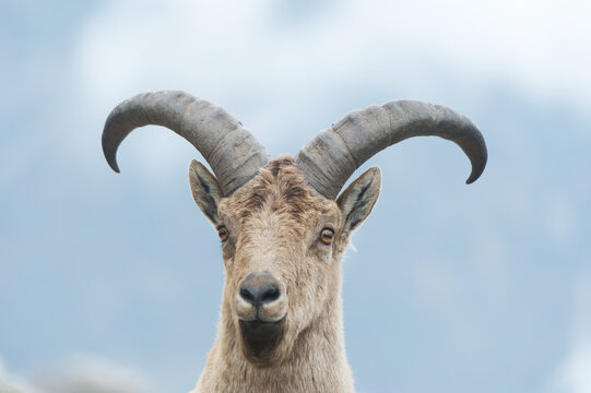 East Caucasian tur (Capra cylindricornis) portrait, Caucasus, Russia. May. 