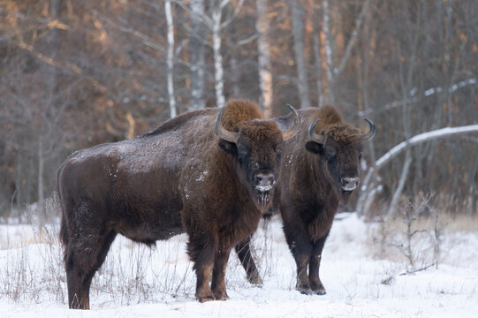 European bison (Bison bonasus) in snow, Bryansk, Central Federal District, Russia. January. 