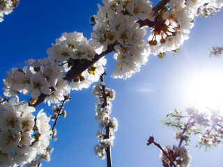 Branches of blossoming cherry macro with soft focus on light blue sky background. Beautiful floral spring abstract background. Cherry tree in bloom, blue sky at daytime