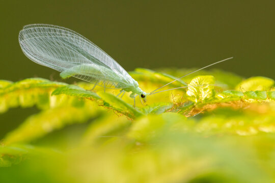 Common green lacewing (Chrysoperla carnea) on Bracken (Pteridium aquilinum). Cornwall, England, UK. May. 