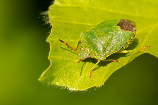 Green shield bug (Palomena prasina) on Beech (Fagus sylvatica) leaf. Cornwall, England, UK. May. 