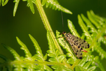 Scorpion fly (Panorpa sp) female basking on Bracken (Pteridium aquilinum). Cornwall, England, UK. May. 