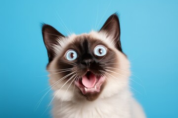 Medium shot portrait photography of a funny balinese cat murmur meowing isolated on pastel or soft colors background