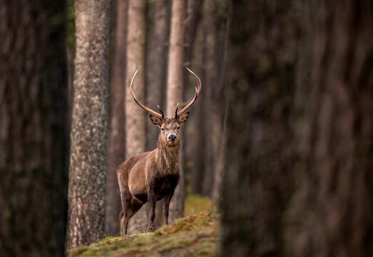 Red deer (Cervus elaphus) stag standing amongst Scot's pine (Pinus sylvestris) tree trunks in forest. Cairngorms National Park, Scotland, UK. January. 