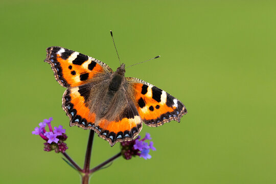 Small tortoiseshell butterfly (Aglais urticae) nectaring on Verbena (Verbena sp). Cornwall, England, UK. September. 