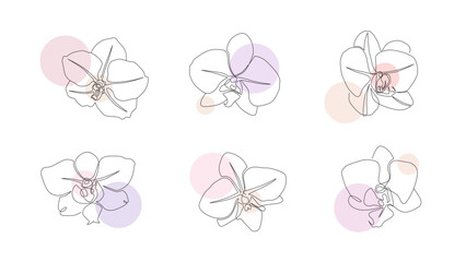 Collection of orchid flowers in vector. Modern one line floral illustration on white background