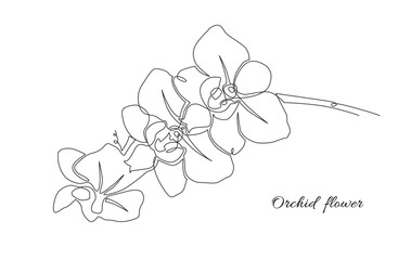 One line orchid flowers illustration. Vector minimalist floral design for greeting card or poster
