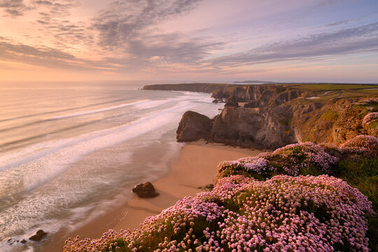 Thrift (Armeria maritima) flowering on cliff top with beach below, in evening light. Bedruthan Steps, North Cornwall, England, UK. May 2019. 