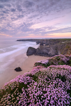 Thrift (Armeria maritima) flowering on cliff top with beach below, at sunset. Bedruthan Steps, North Cornwall, England, UK. May 2019. 