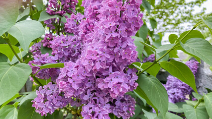 Lilac flowers in dense foliage