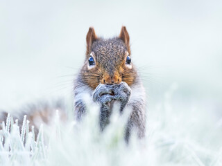 Grey squirrel (Sciurus carolinensis) in frosty garden, Wales, UK. January. 