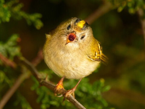 Goldcrest (Regulus regulus) singing in spring UK. March. 