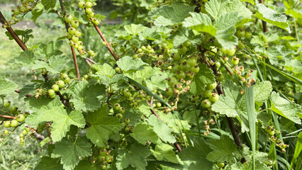 growing greens on a home farm, outdoors