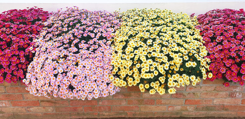 Bushes of colorful argyranthemum or anthemis flowers bloom in a flower bed. Panorama.