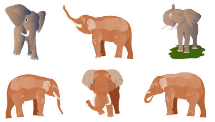 Vector illustration of elephants. Set of elephants in the most common positions isolated on white.