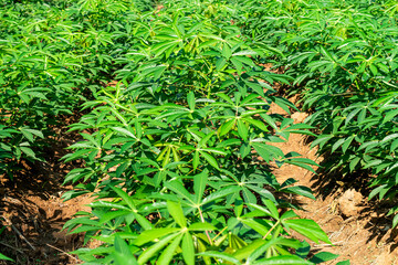 Cassava field agriculture in Thailand