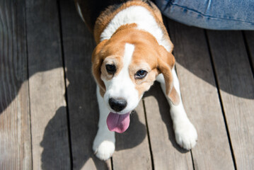 Portrait of funny beagle puppy on the walk in the park, resting. Small dog with black, brown and...