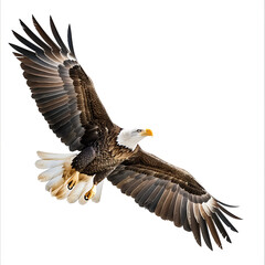close-up American Eagle is flying gracefully on white background 