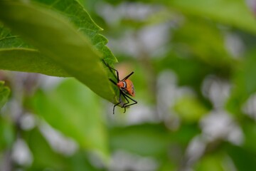 Close Up Photo Of An Orange Bug Perched On A Leaf