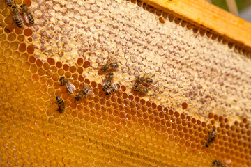 Working bees on the yellow honeycomb with sweet honey..