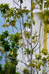Photo Of A Tree In A Garden