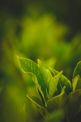 Photo Of Green Bushes In The Garden