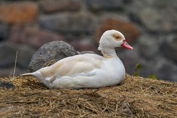 a wild goose sitting by a stone