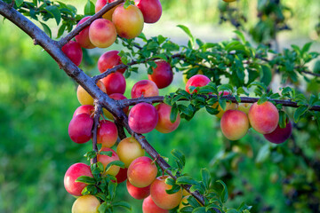 Ripe cherry plum berries in the garden on a tree. Growing cherry plums in a orchard..