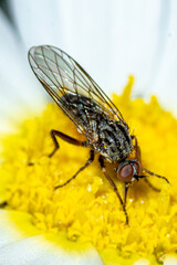 mouche