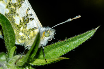 papillon