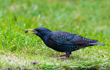 European Starling bird 