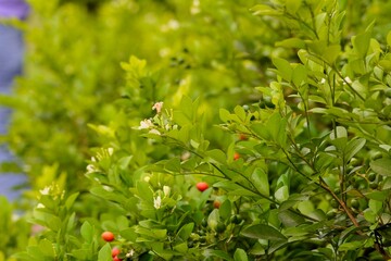 Photo Of Green Bushes In The Garden