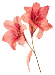 PNG  Real Pressed a amaryllis flowers plant red inflorescence.