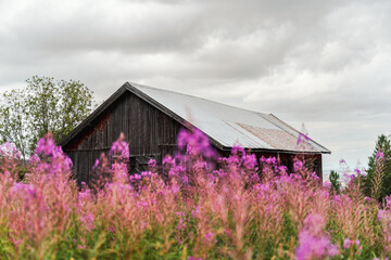 abandoned barn in the willowherb meadow © Øyvind
