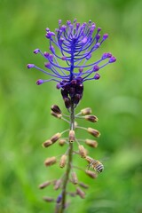Close up photo of tassel hyacinth (Leopoldia comosa or Muscari comosum) on blurry green background. Gargano, Italy, Europe. 