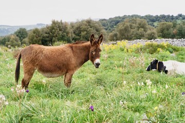 Brown domestic donkey on a meadow in Gargano, Italy, Europe.